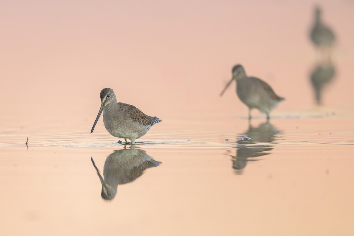 langnebbekkasinsnipe - ML644553546