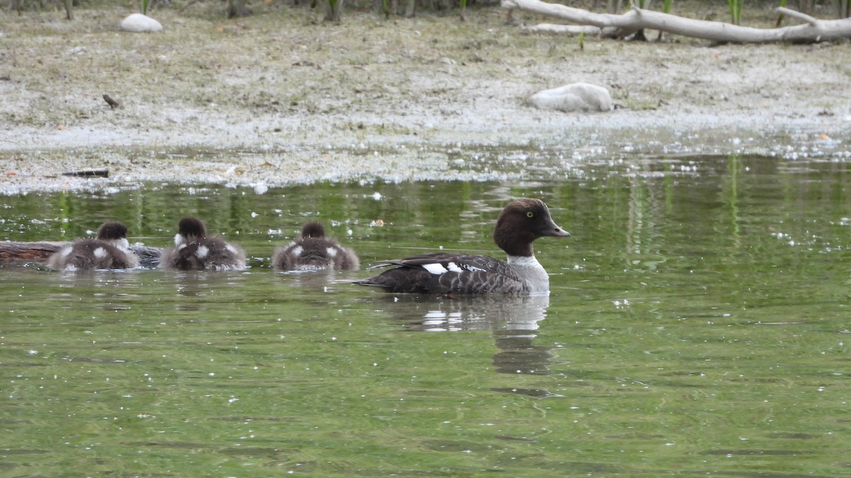 islandsand - ML644553550