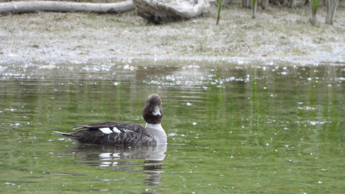 islandsand - ML644553552