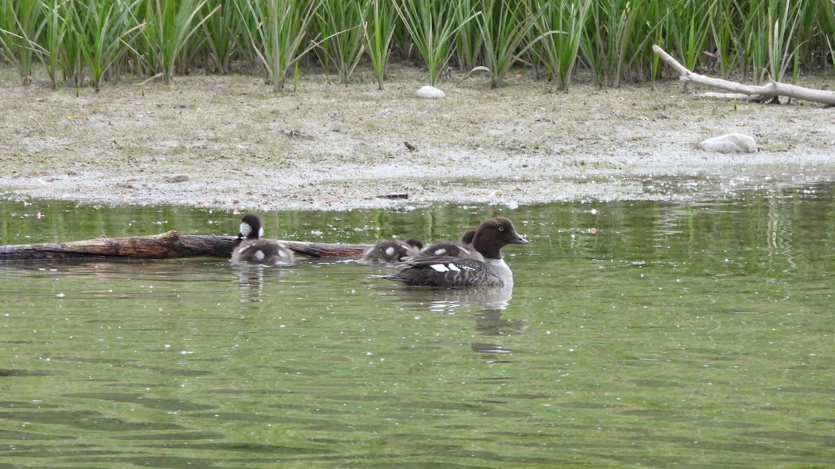 islandsand - ML644553553