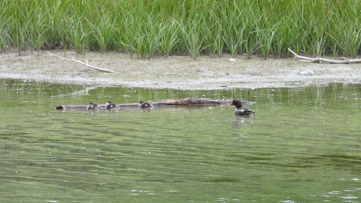 islandsand - ML644553554