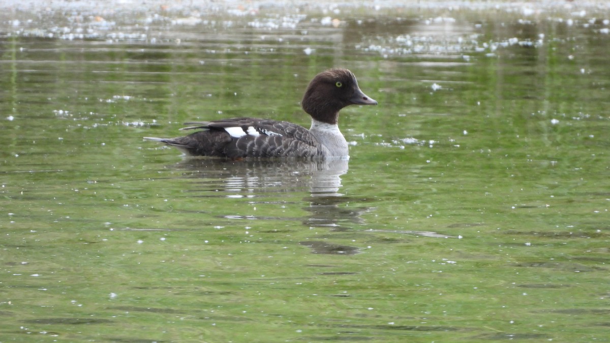 islandsand - ML644553555