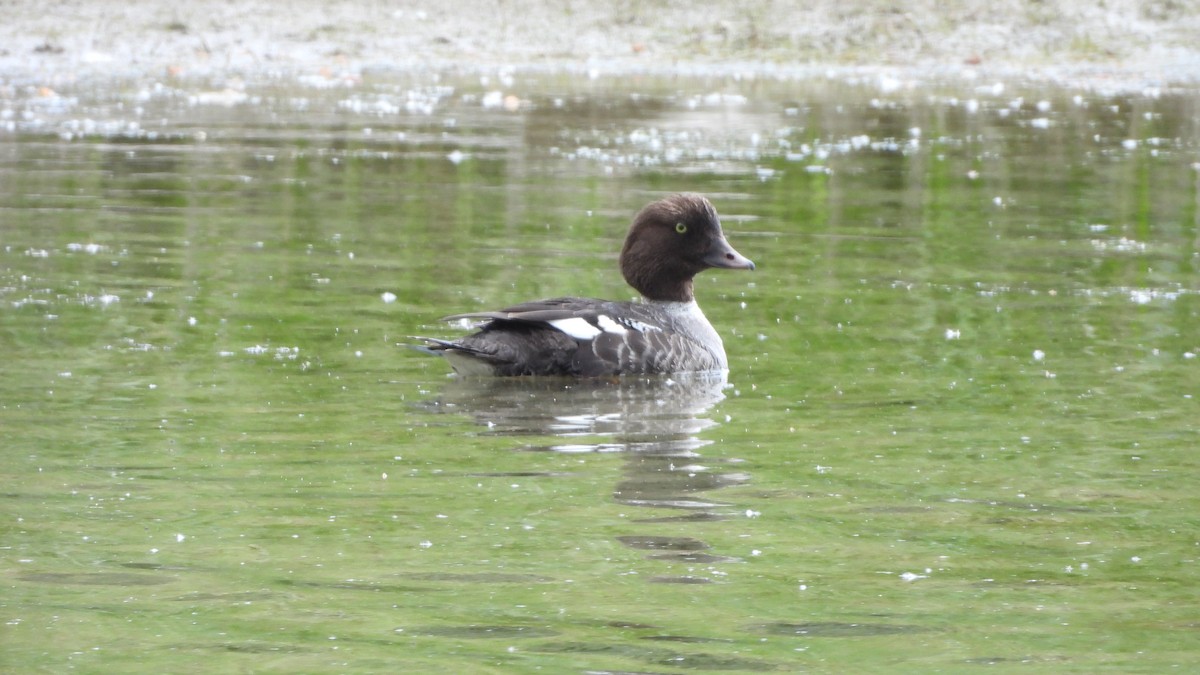 islandsand - ML644553556