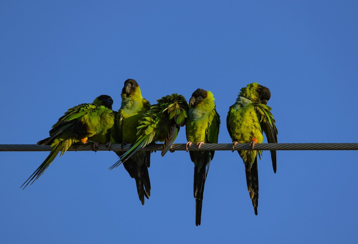 Nanday Parakeet - ML644553563