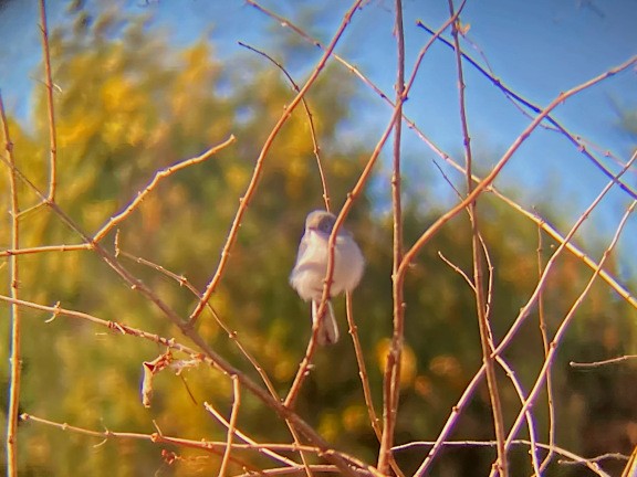 Blue-gray Gnatcatcher - ML644553564