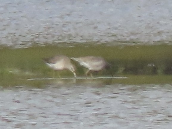 Long-billed Dowitcher - ML644553566