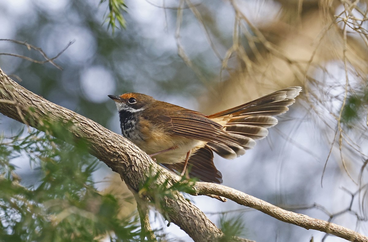 Australian Rufous Fantail - ML644553570