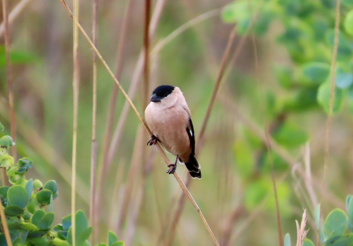 Pearly-bellied Seedeater - ML644553573