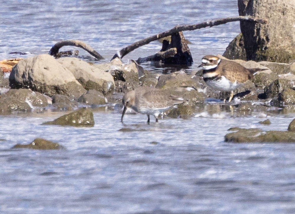 Alpenstrandläufer - ML644553575