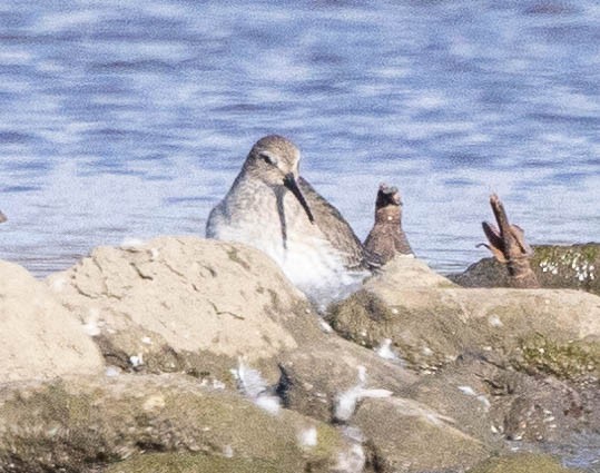 Alpenstrandläufer - ML644553576