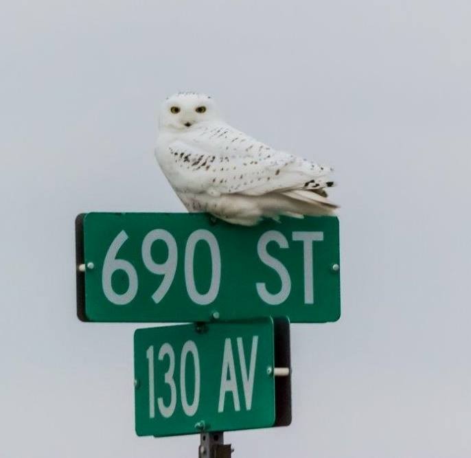 Snowy Owl - ML644553592