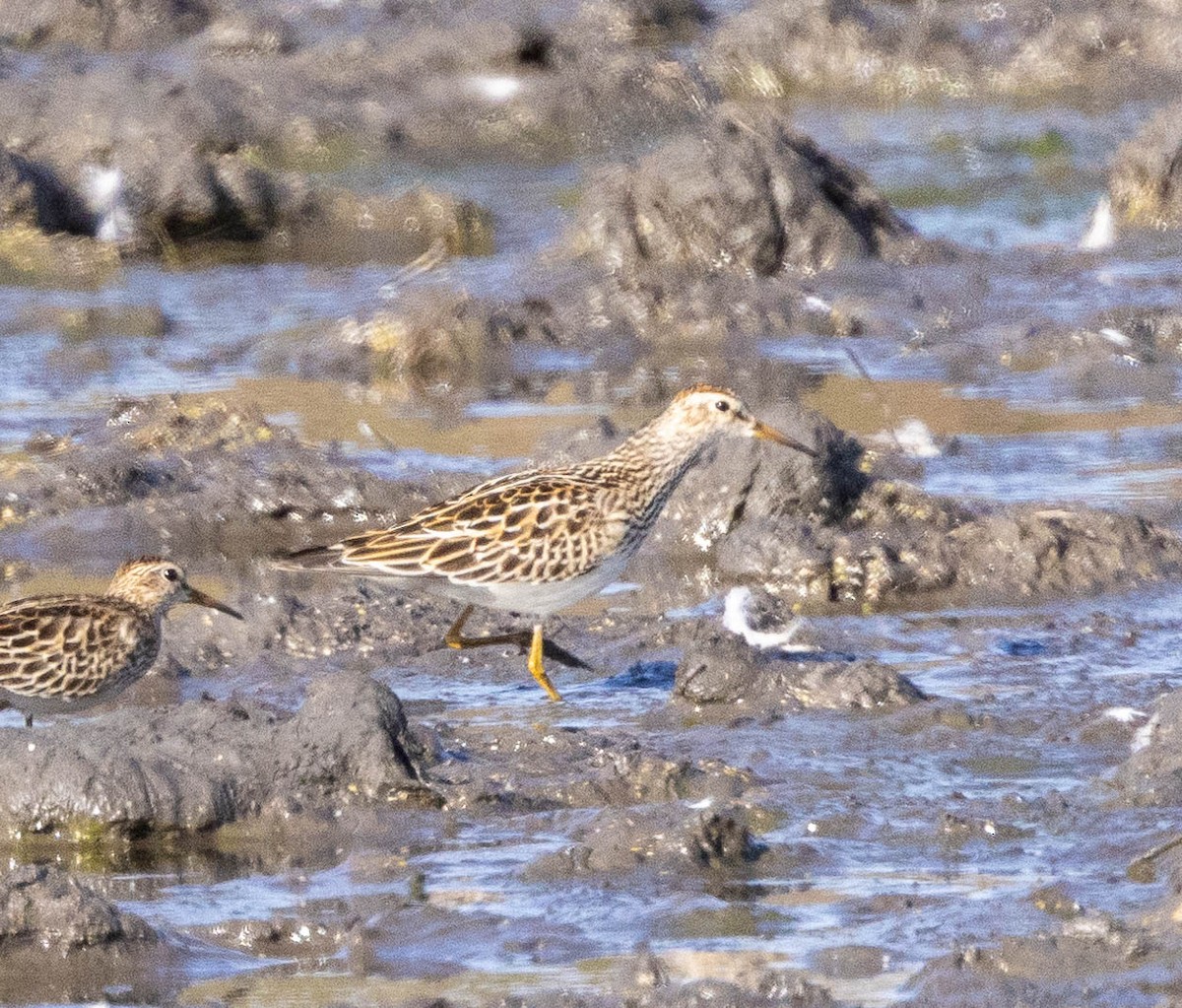 Pectoral Sandpiper - ML644553620