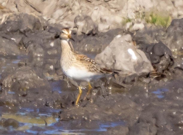 Pectoral Sandpiper - ML644553621