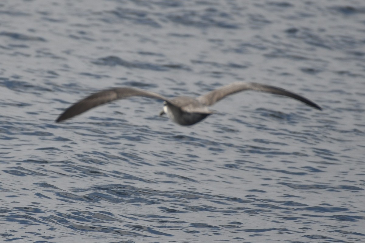 Буревісник кочівний - ML644553623