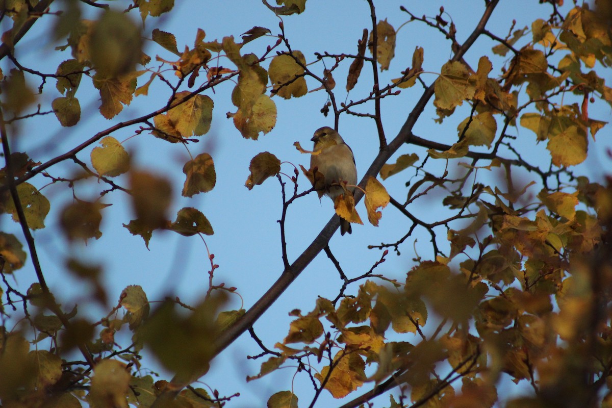American Goldfinch - ML644553626
