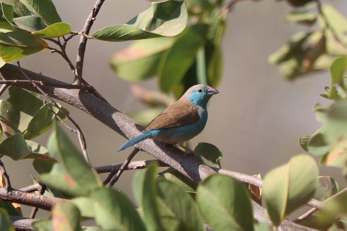 フナシセイキチョウ - ML644553627