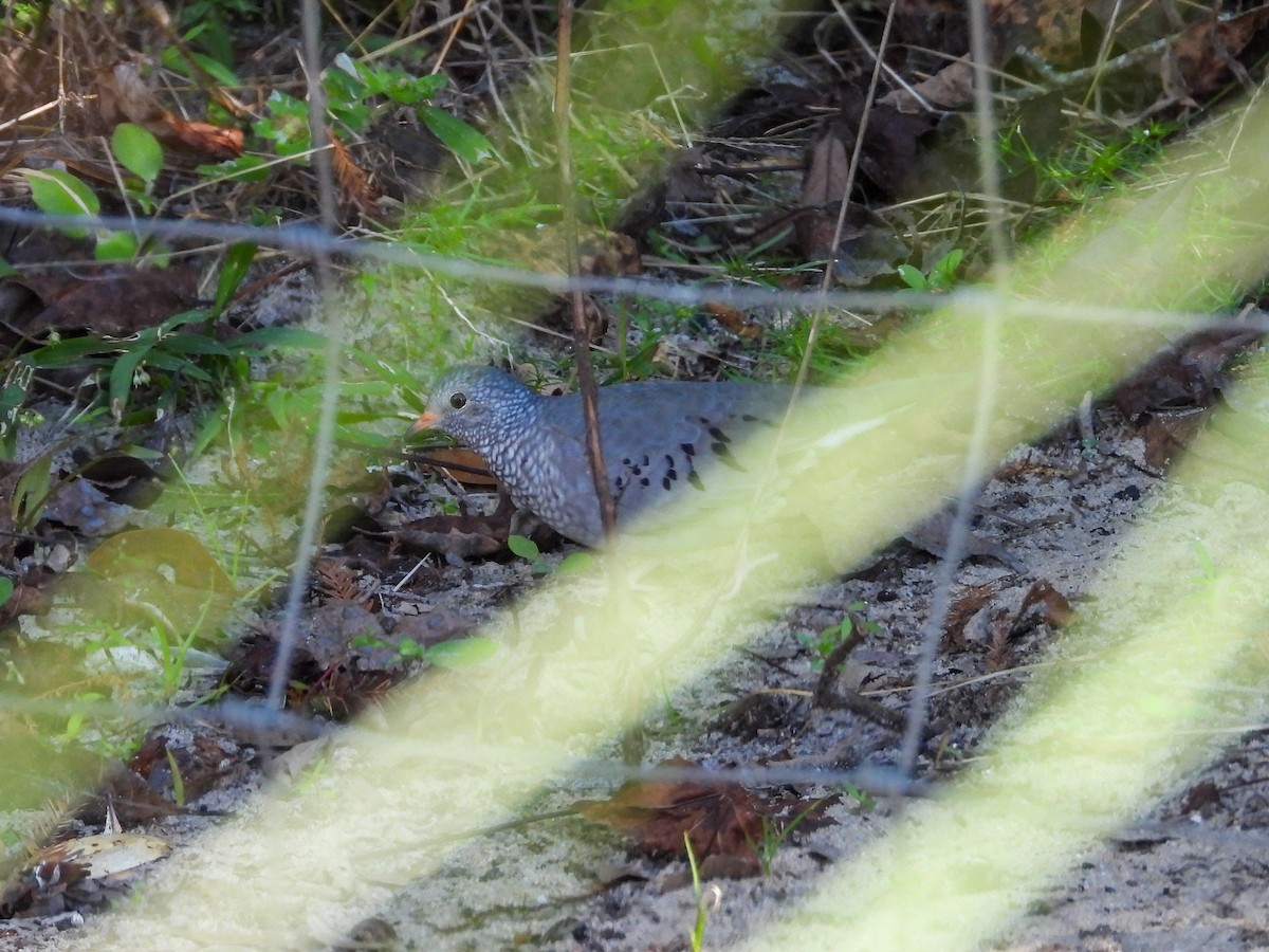 Common Ground Dove - ML644553633