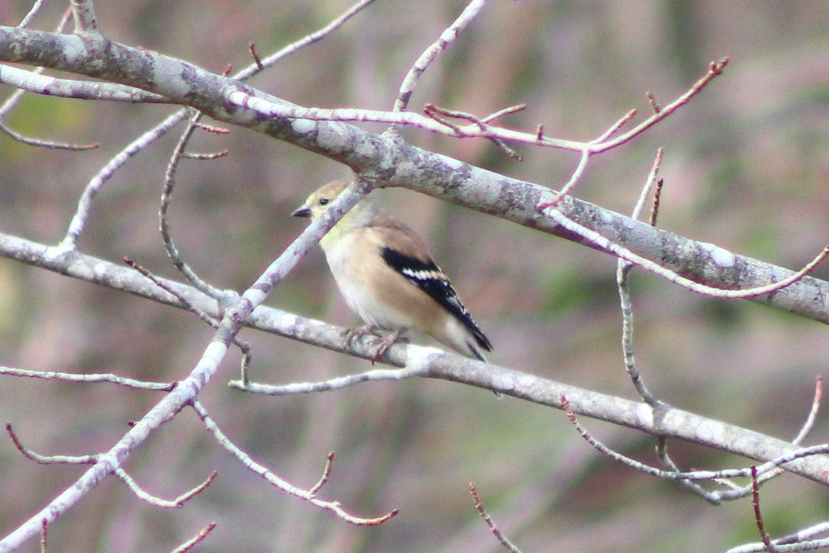 American Goldfinch - ML644553635