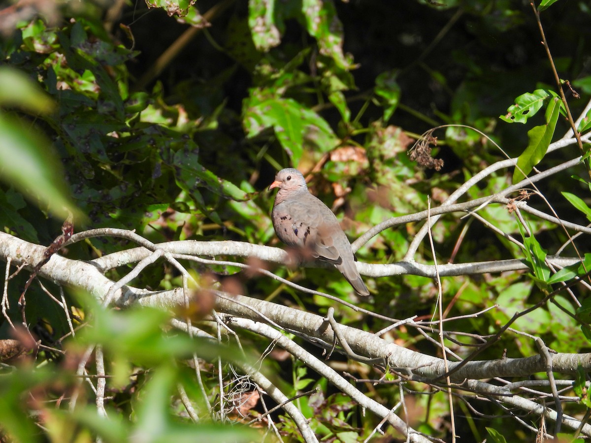 Common Ground Dove - ML644553638