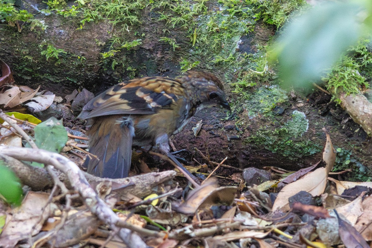 Australian Logrunner - ML644553644