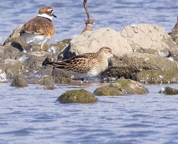 Txirri pektorala - ML644553648