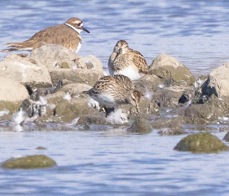 Txirri pektorala - ML644553649