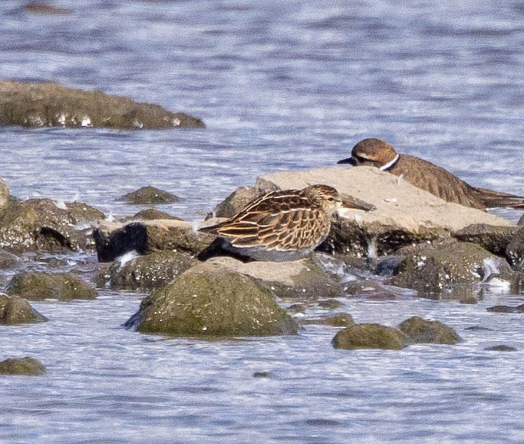 Txirri pektorala - ML644553650