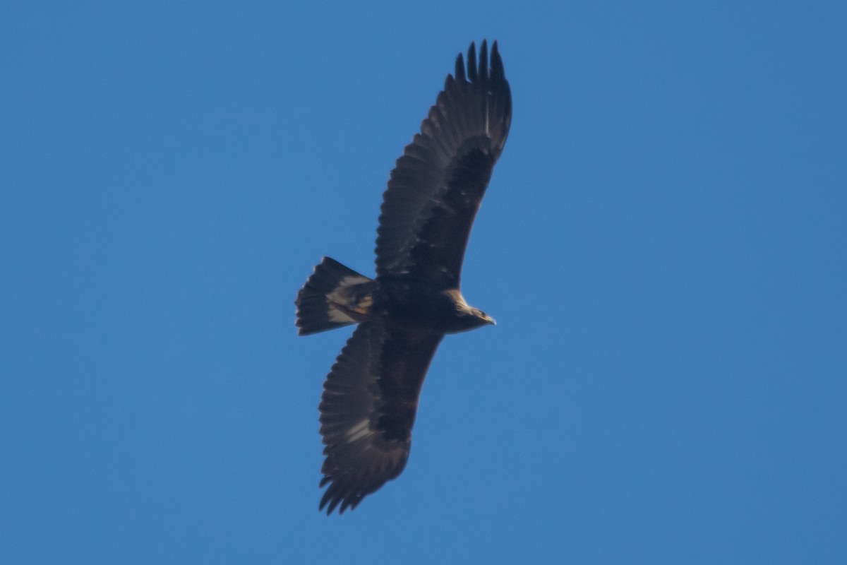 kongeørn - ML644553654