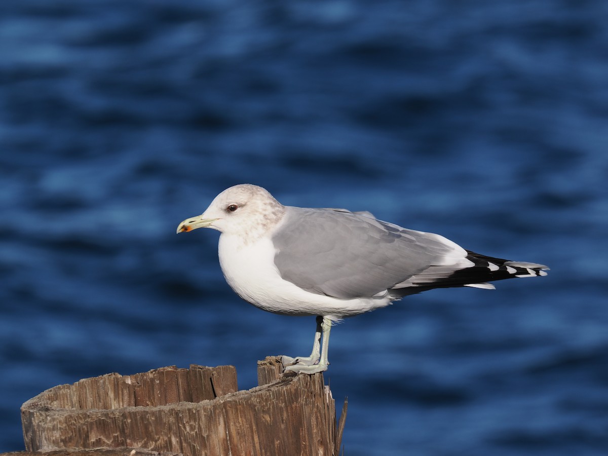 Pacific Loon - ML644553656