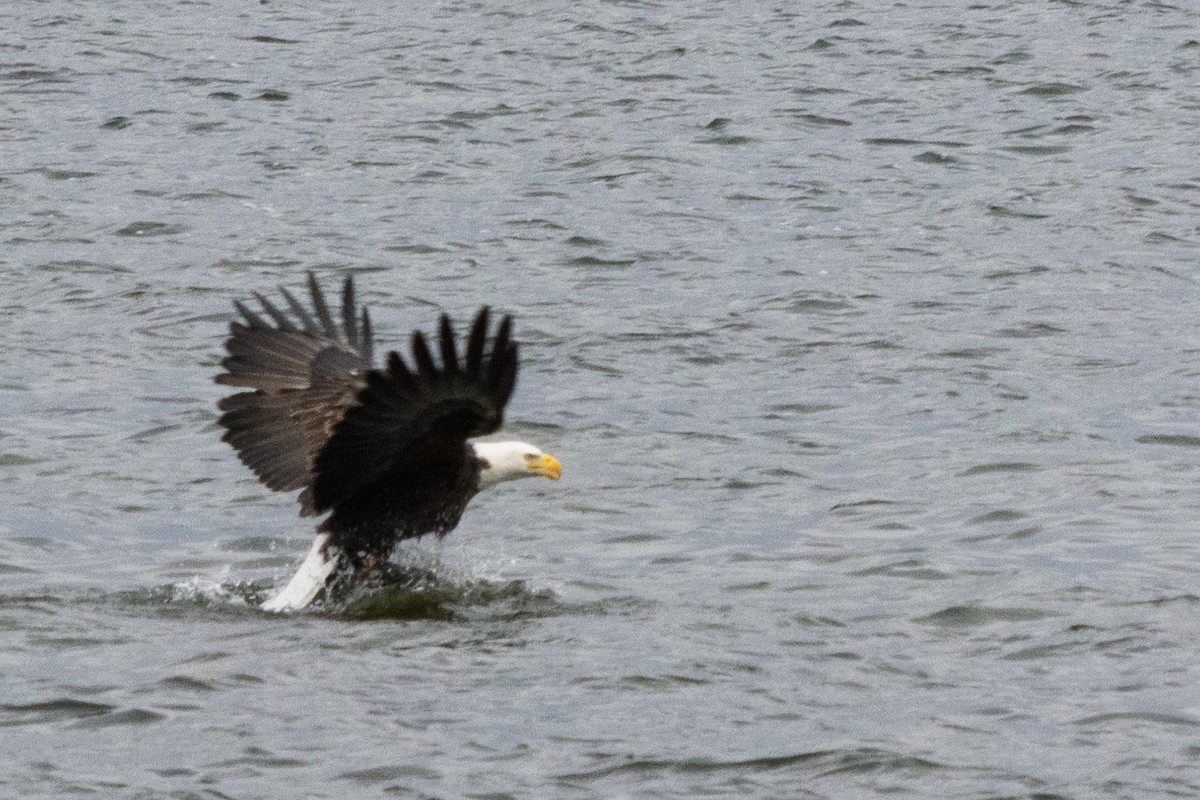 Bald Eagle - ML644553657