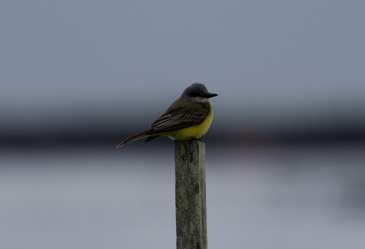 Tyran mélancolique - ML644553658