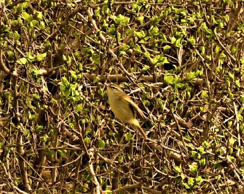 budníček zelený - ML644553660