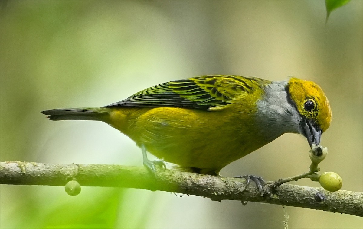 Silver-throated Tanager - ML644553667