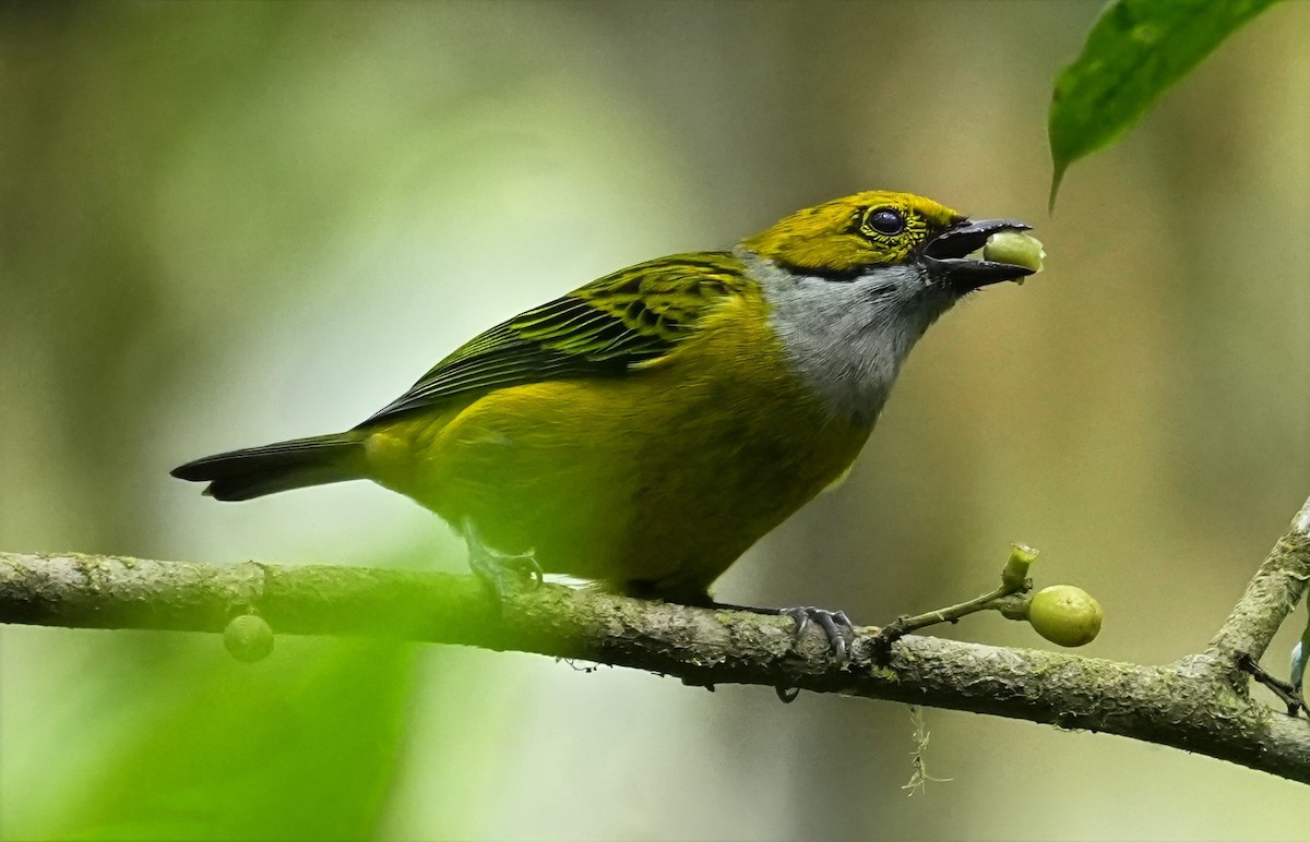 Silver-throated Tanager - ML644553669