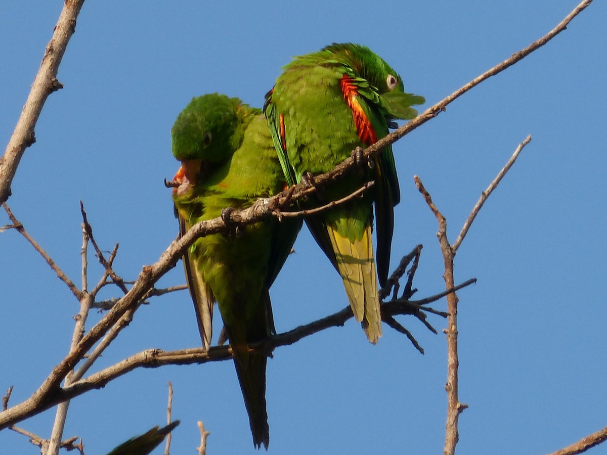 White-eyed Parakeet - ML644553670