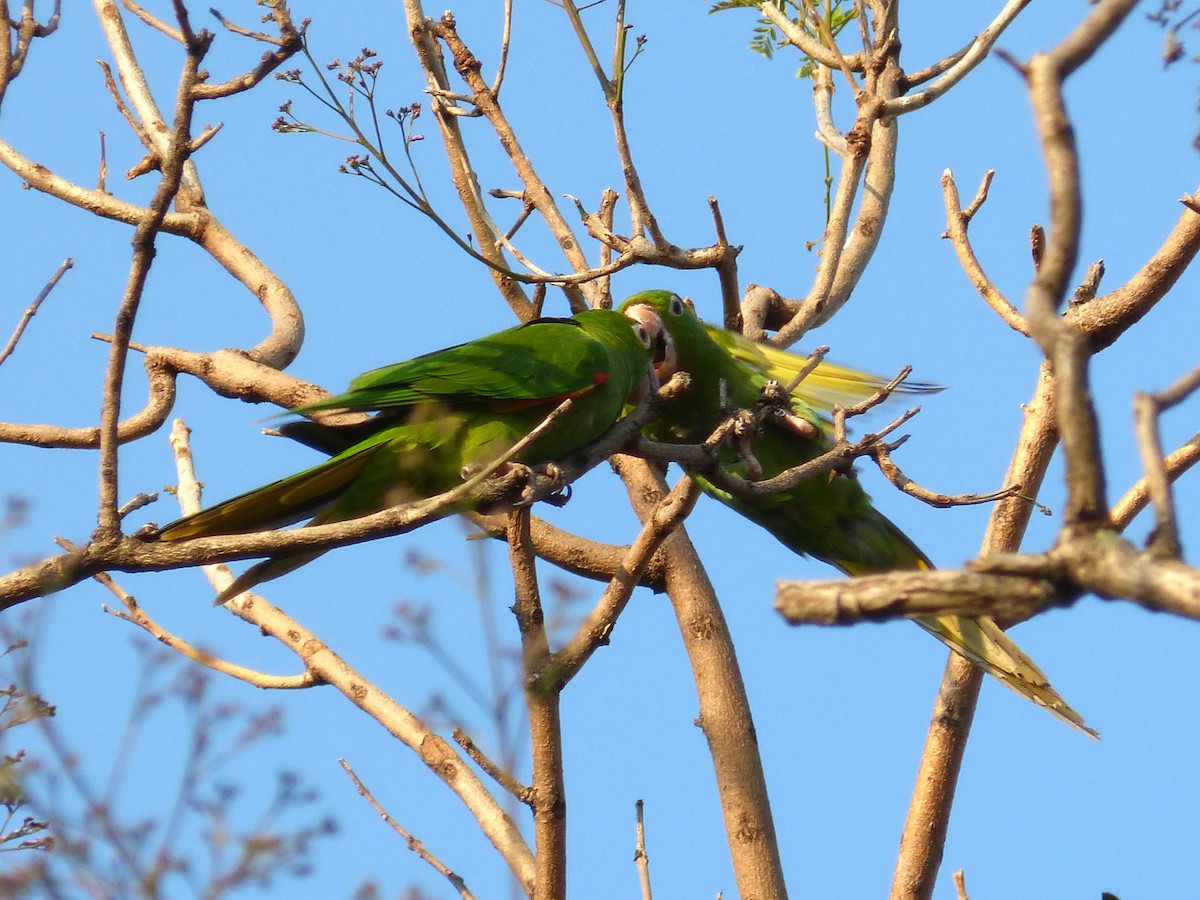 White-eyed Parakeet - ML644553671
