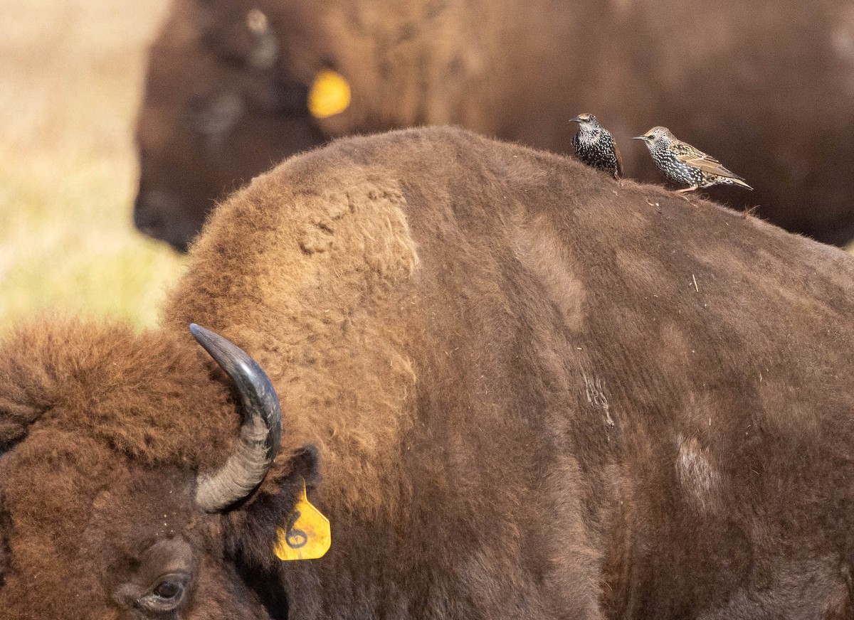 European Starling - ML644553672