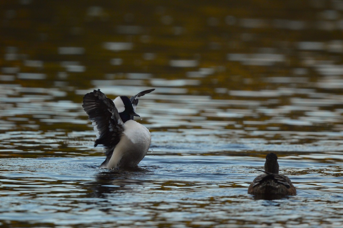 Bufflehead - ML644553673