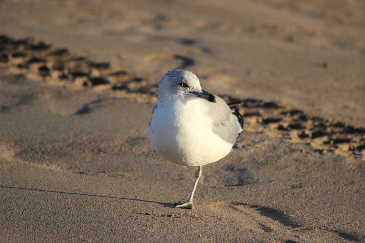 Ring-billed Gull - ML644553674