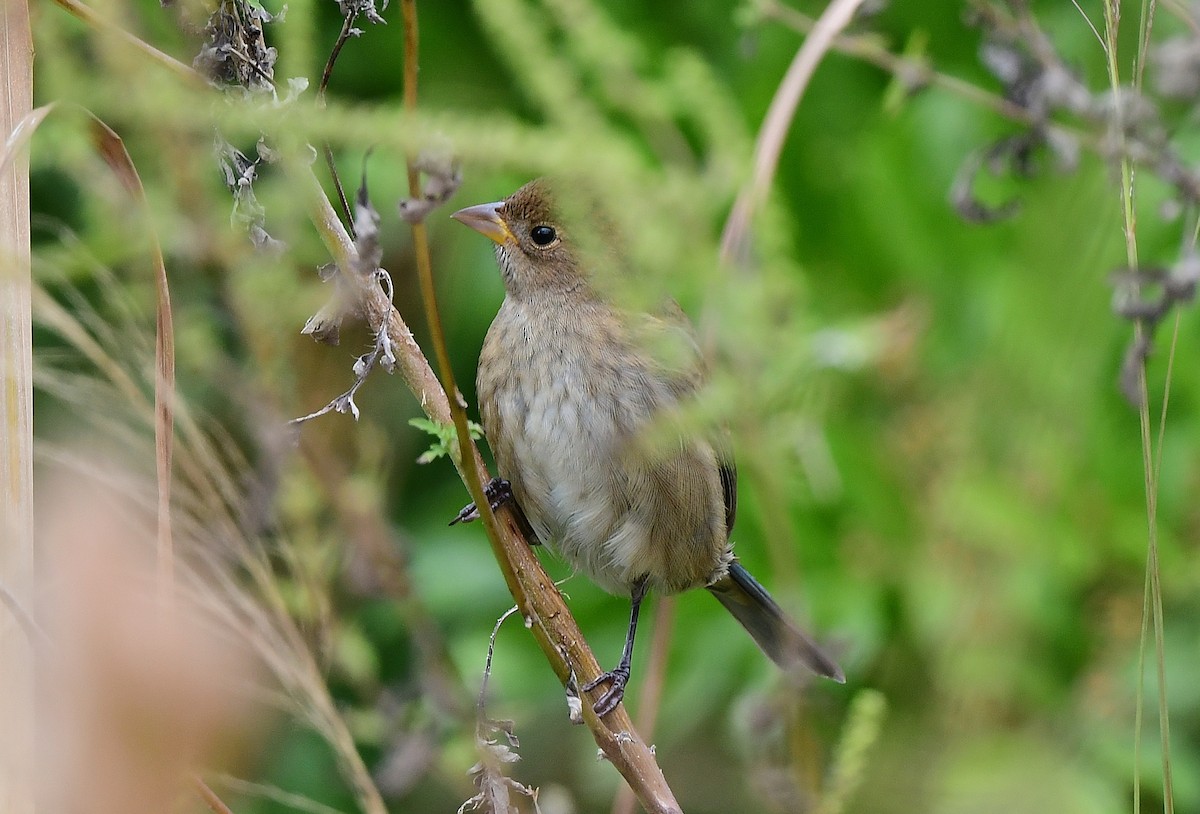 Indigo Bunting - ML644553675