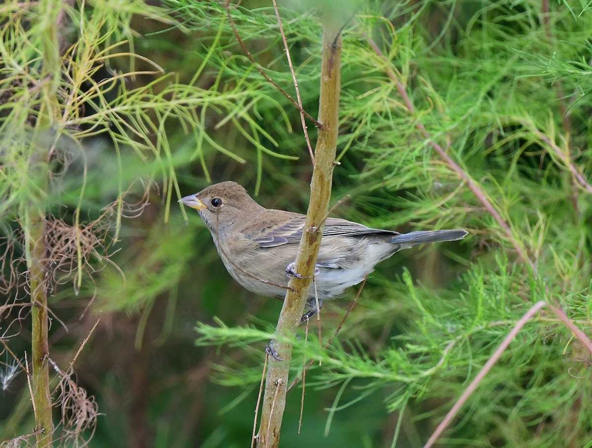Indigo Bunting - ML644553676