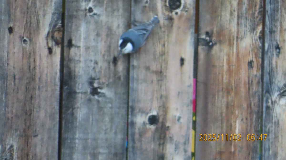 White-breasted Nuthatch - ML644553677