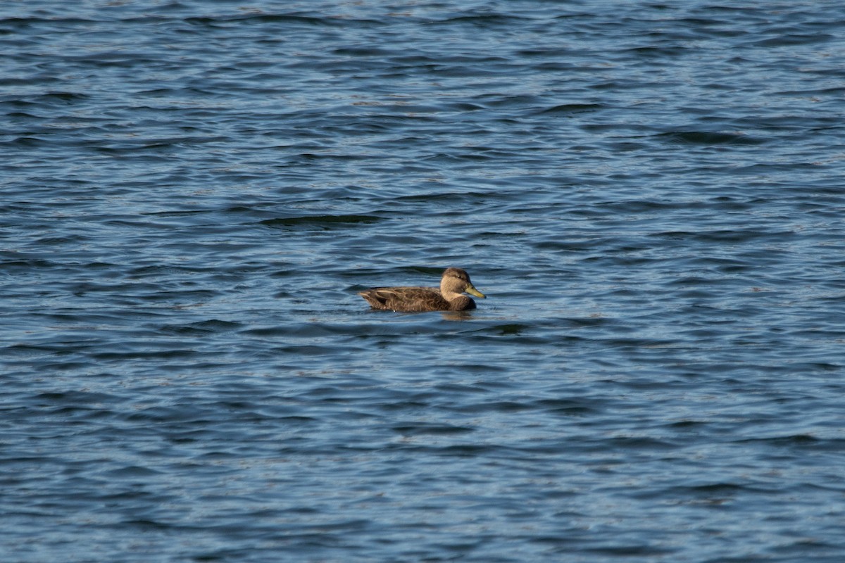 American Black Duck - ML644553678