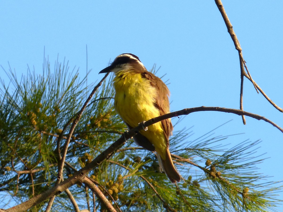 Bienteveo Común - ML644553679