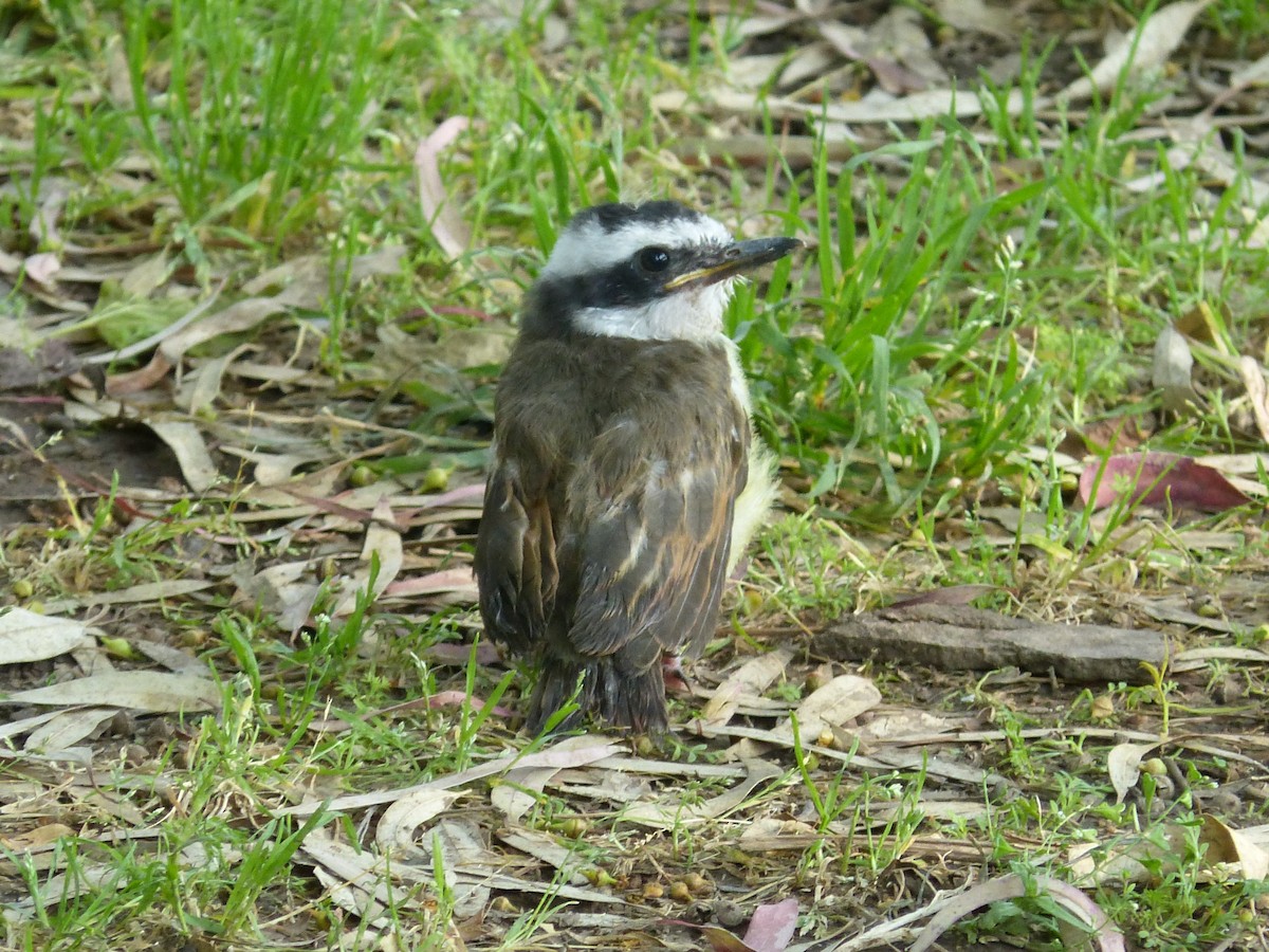 Bienteveo Común - ML644553680