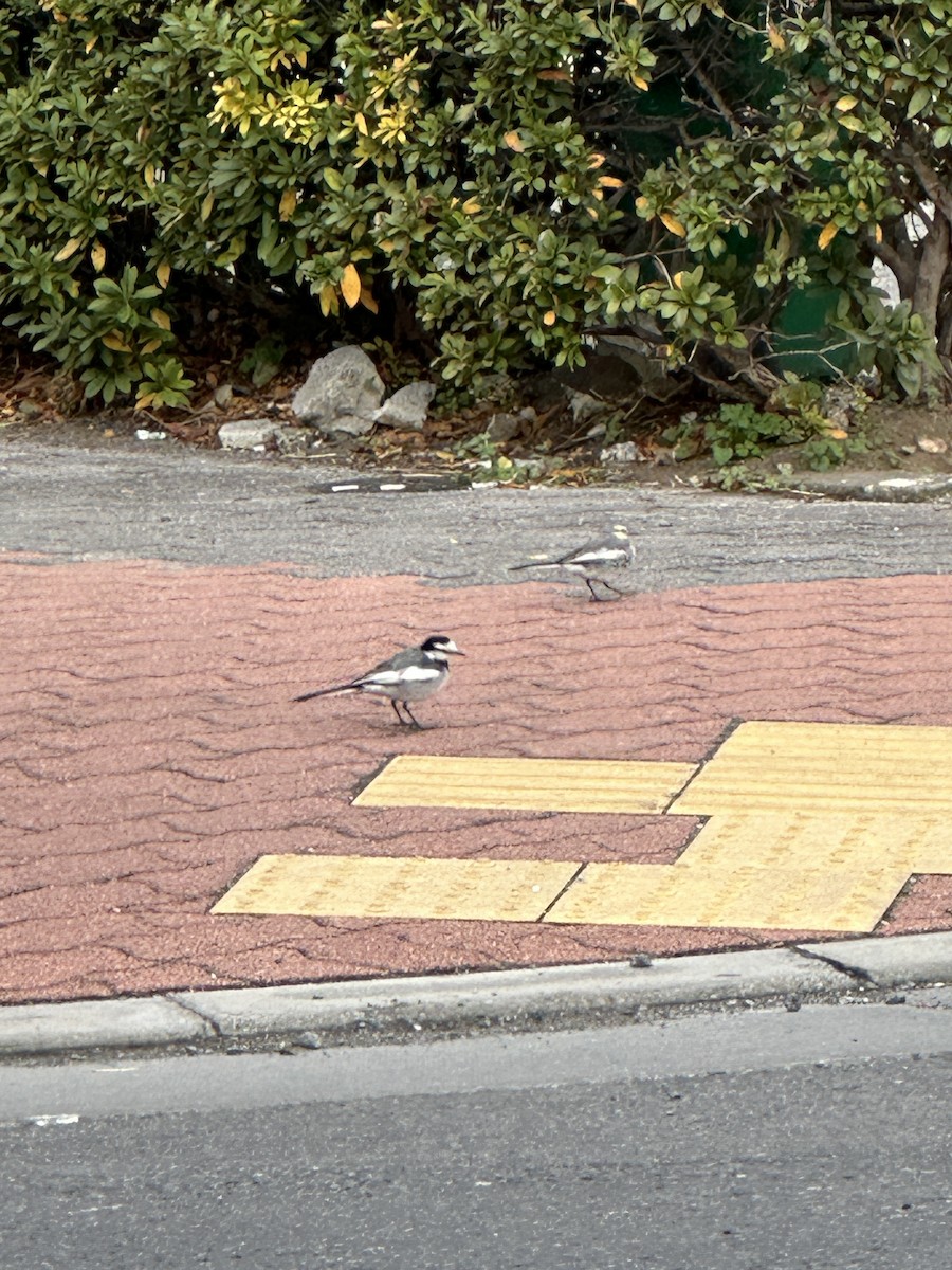 Bergeronnette grise - ML644553681