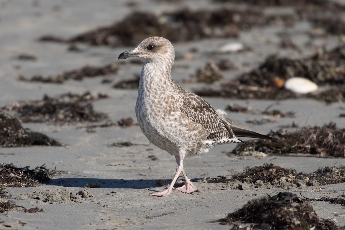 Lesser Black-backed Gull - ML644553682