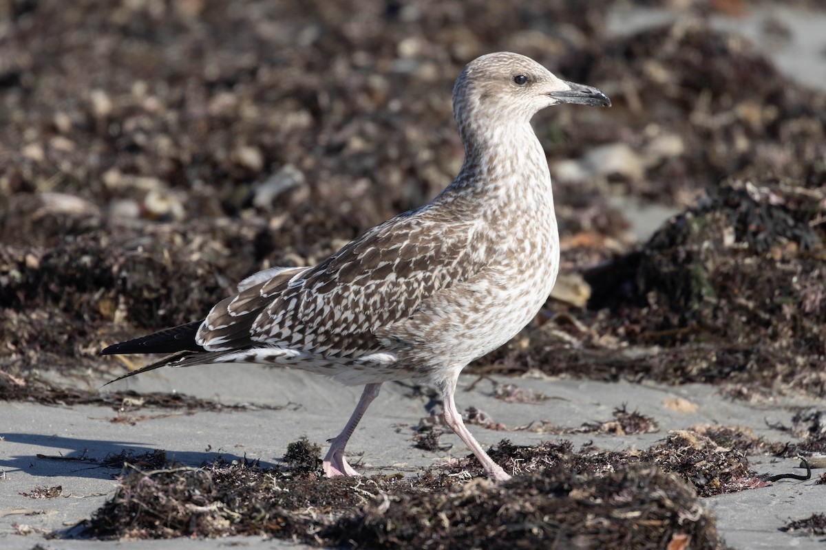 Lesser Black-backed Gull - ML644553683