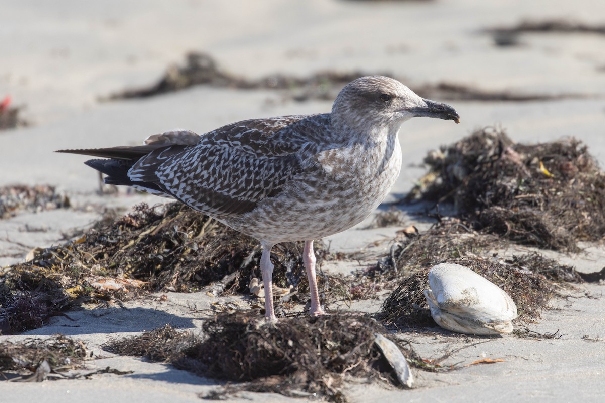 Lesser Black-backed Gull - ML644553684