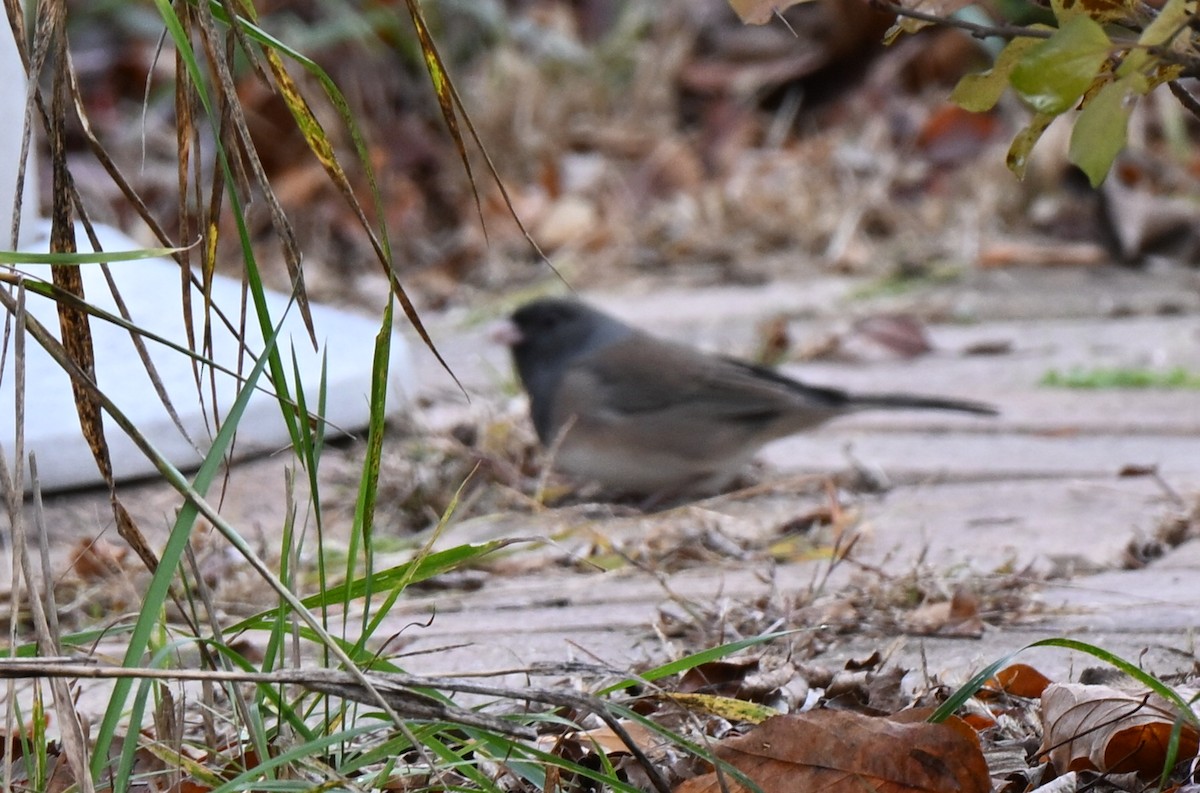 Dark-eyed Junco - ML644553685
